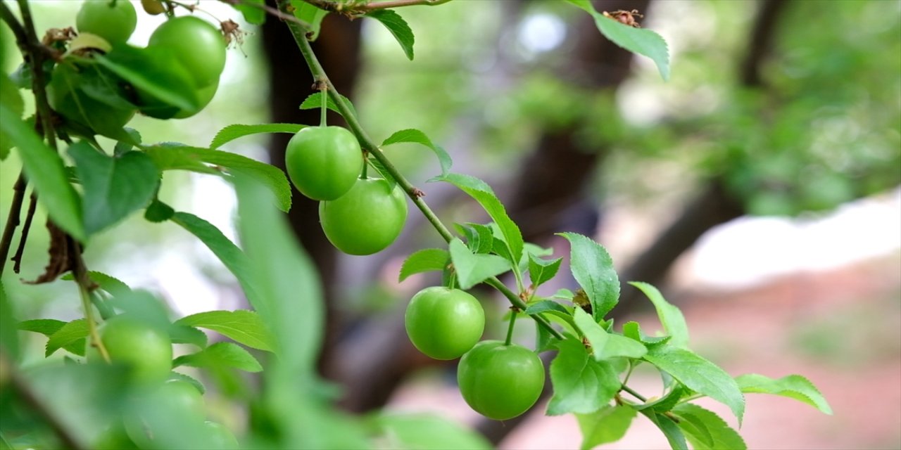 Mersin'de serada yetiştirilen eriklerin hasadına başlandı