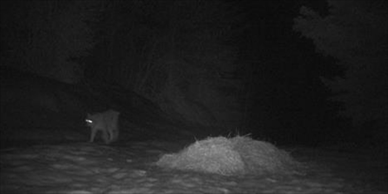 Küre Dağları Milli Parkı'nda vaşak fotokapana yansıdı