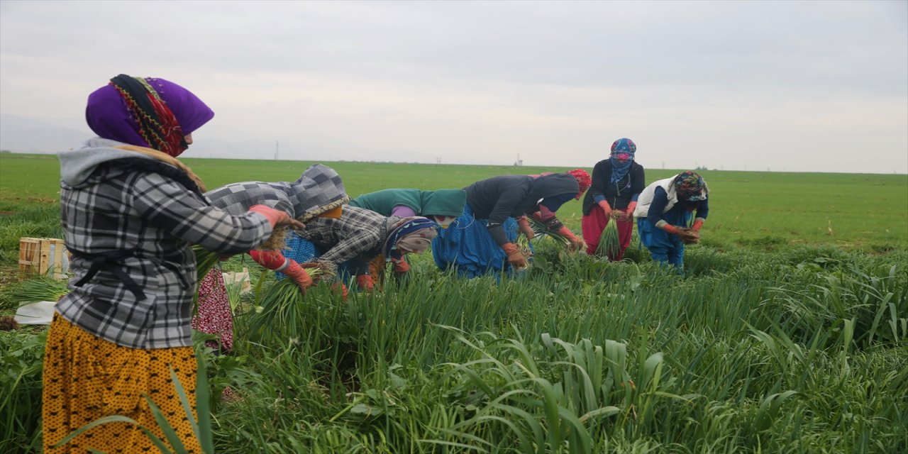 Kadınlar Günü'nü tarlada çalışarak geçiriyorlar