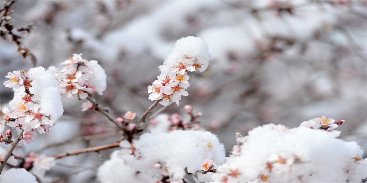 Tunceli'de çiçek açan badem ağaçları beyaza büründü