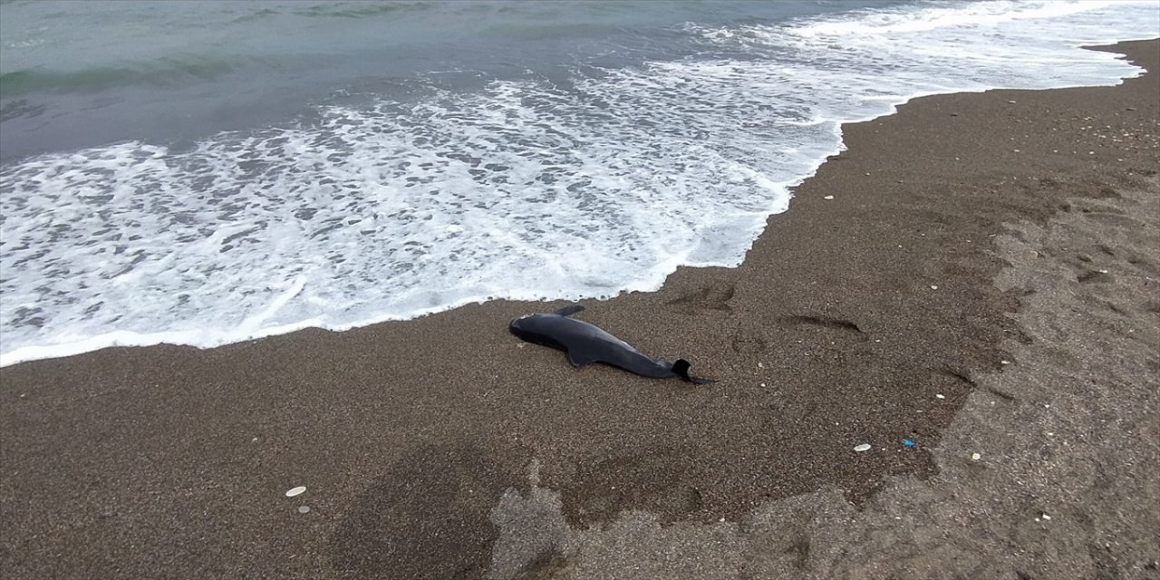 Düzce'de kıyıya ölü yunus vurdu