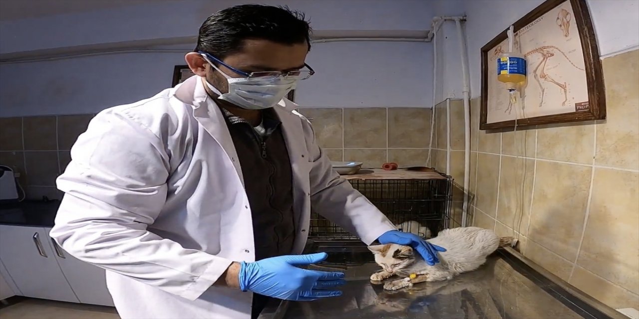 Otomobilin çarptığı sahipsiz hamile kedi tedavi edildi