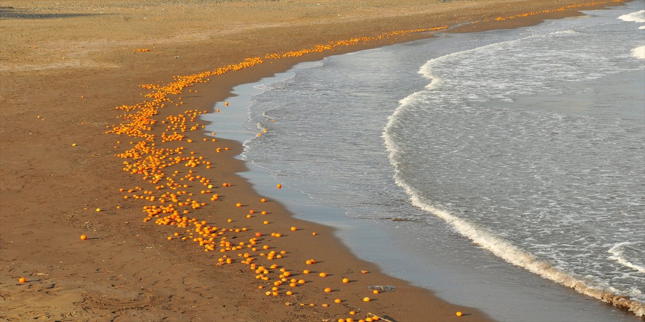 Mersin'de kumsala sürüklenen portakallar kirliliğe neden oldu
