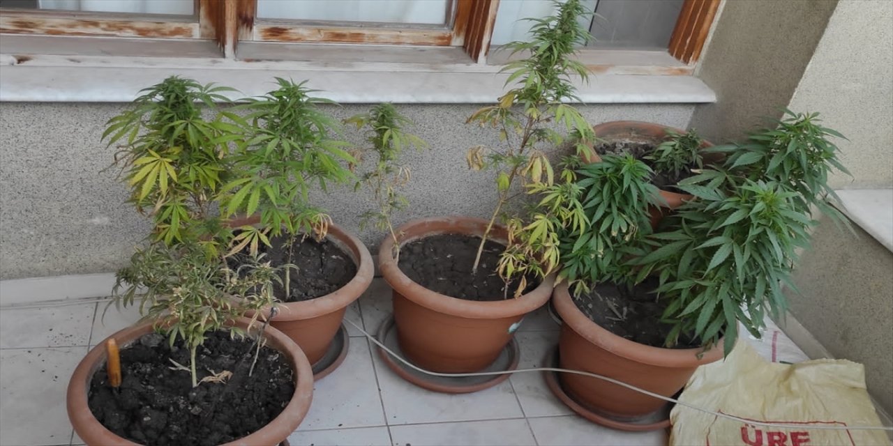 Osmaniye'de evinde Hint keneviri yetiştiren şüpheli yakalandı