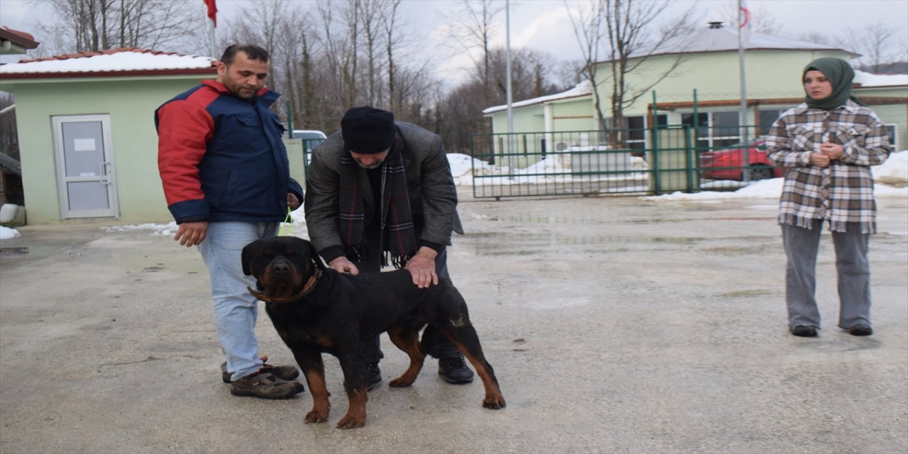 Düzce'de köpeğe kötü muamele yapan kişiye adli kontrol