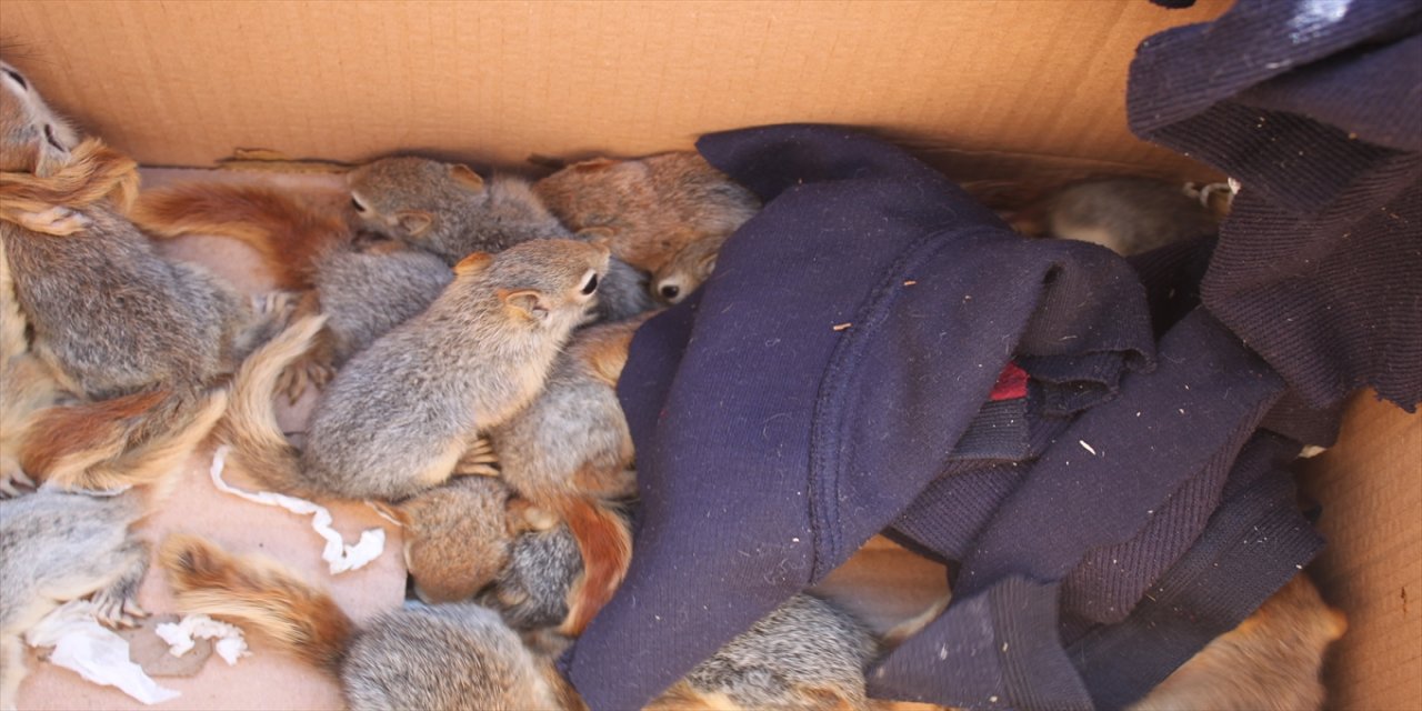 Aydın'da sincap satışı yapan iş yeri sahibine 18 bin 700 lira para cezası kesildi