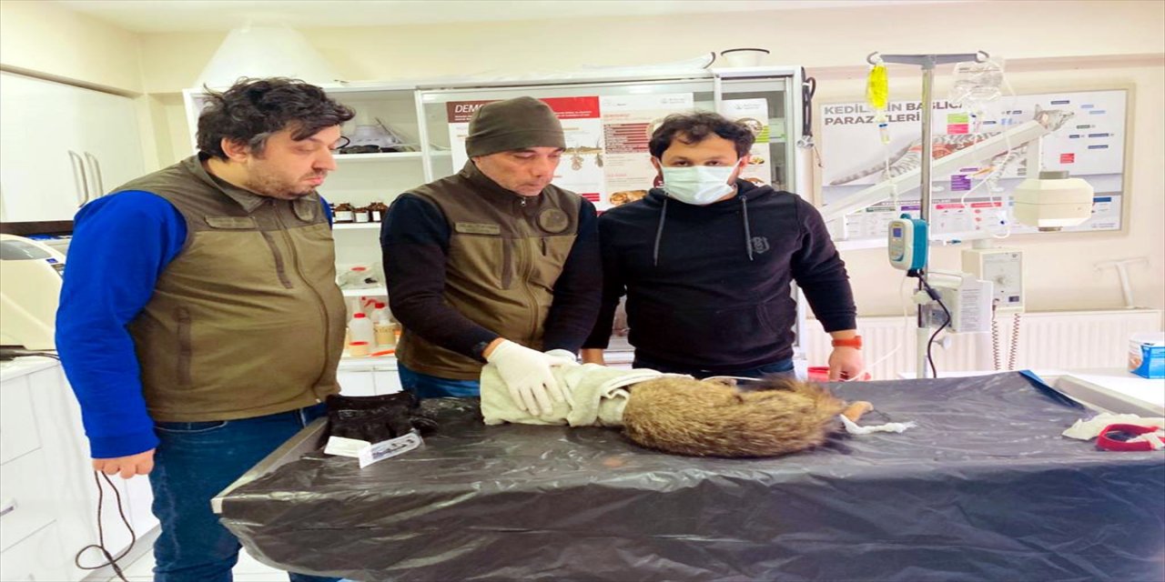 Karabük'te bitkin halde bulunan çakal tedavi ediliyor