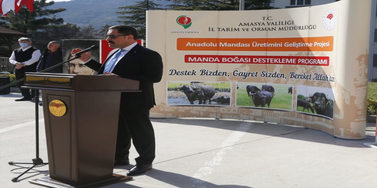 Amasya'da çiftçilere damızlık manda dağıtıldı