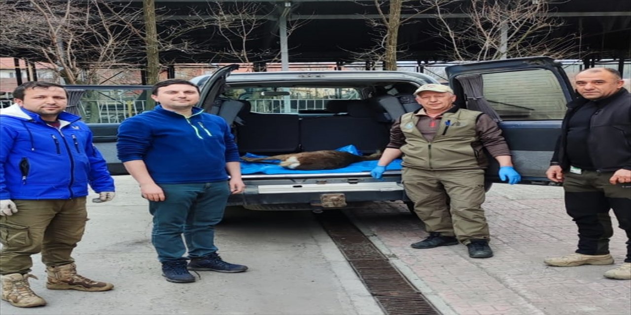 Bolu'da bulunan yaralı karaca tedaviye alındı