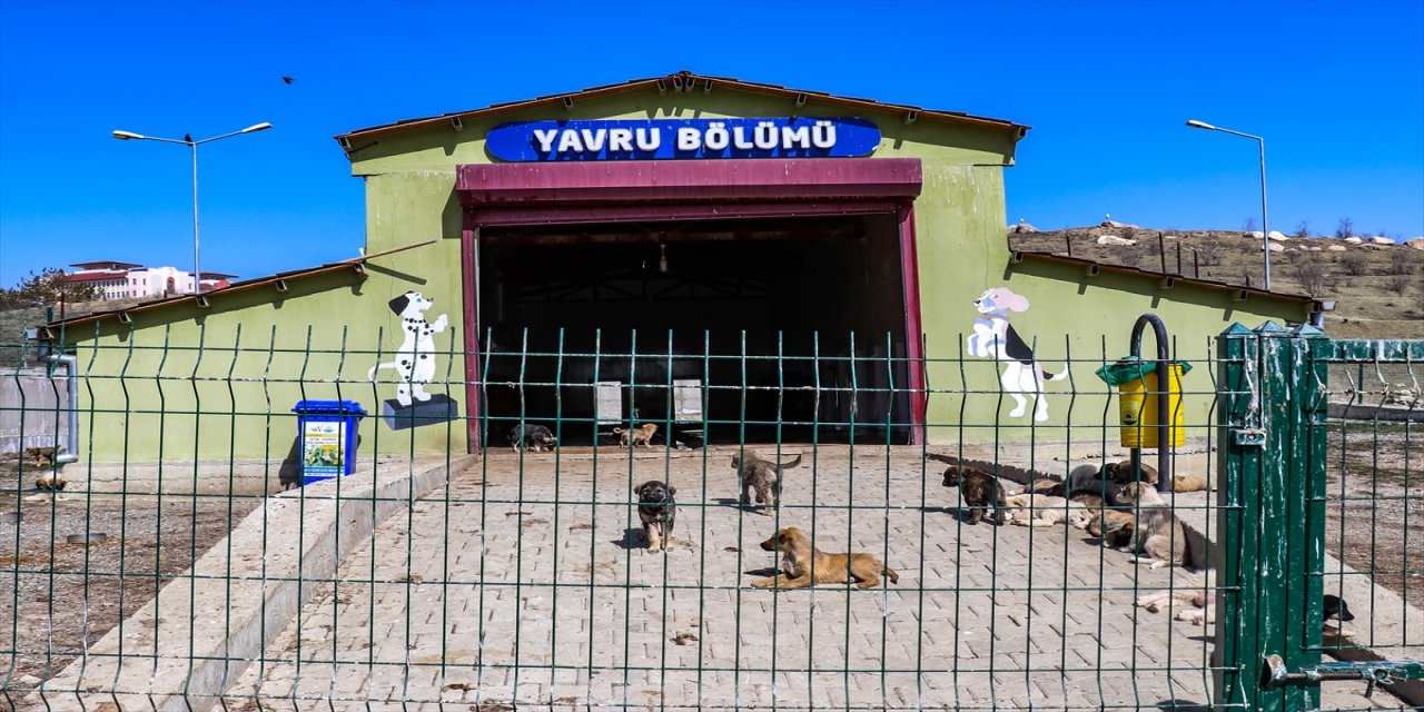 Van'da 320 hayvan sahiplendirildi