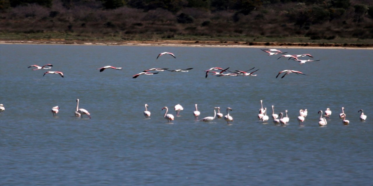 Gelibolu Yarımadası'na göçmen flamingolar bu yıl da geldi