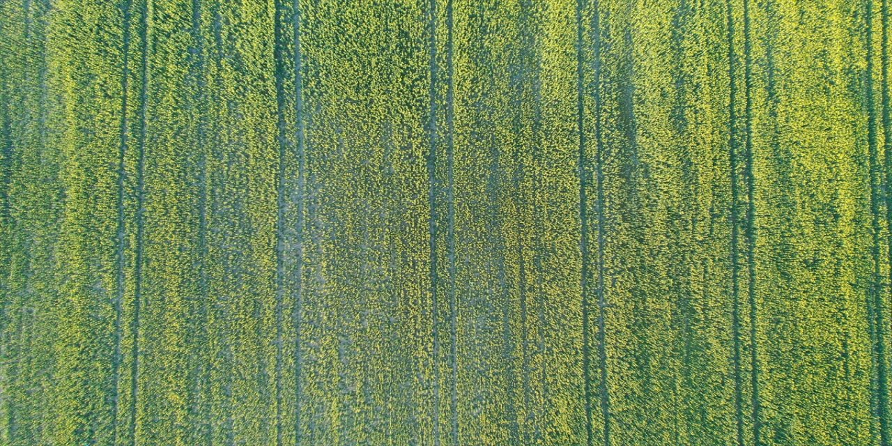 Edirne'de çiçek açan kanolalar tarlaları sarıya boyadı