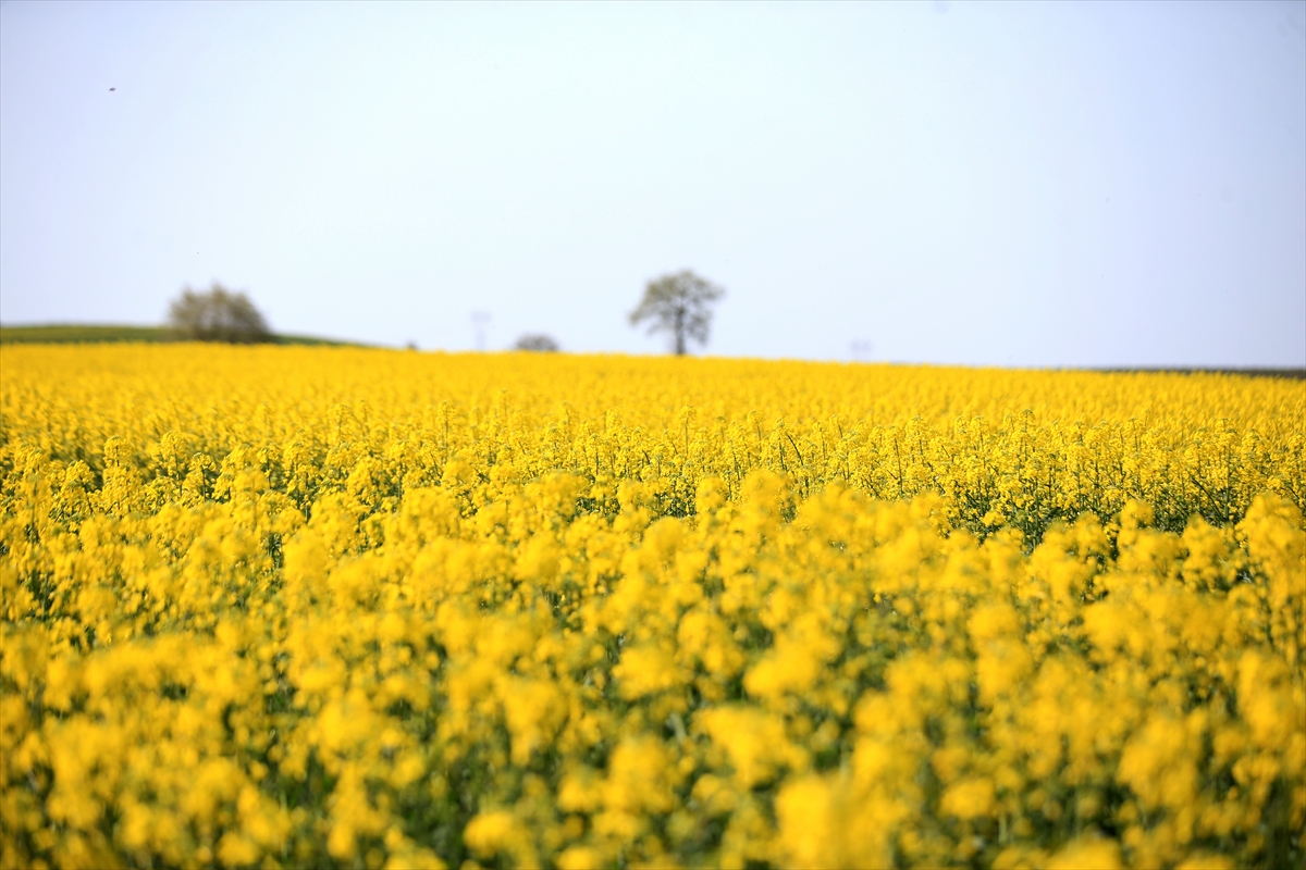 Trakya tarlalarında kanola sarısı şöleni. Heryer Sapsarı