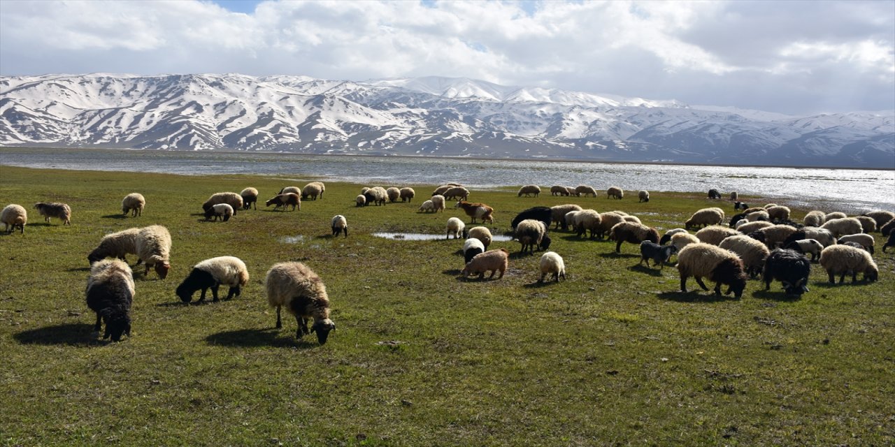 Hakkari'de besiciler zorlu kışın ardından hayvanlarını yeşeren meralara saldı