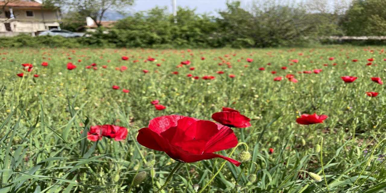 Fethiye'de açan gelincikler tarlaları kırmızıya bürüdü