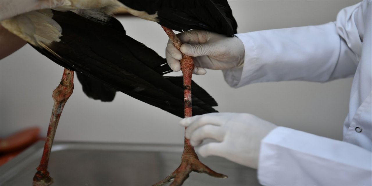 Bursa'da yaralı halde bulunan leylek Gurabahane-i Laklakan'da tedavi ediliyor