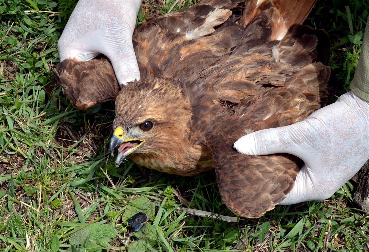 Kars’ta yaralı bulunan kızıl şahin tedaviye alındı