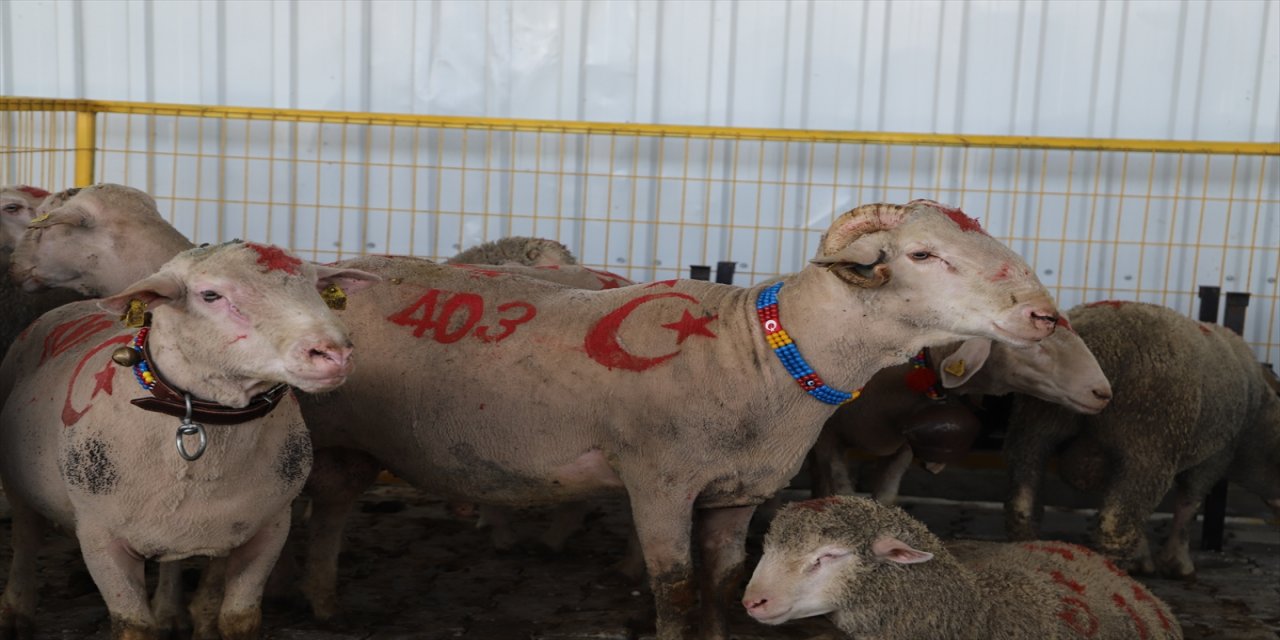 Tekirdağ'da 1. Koç Panayırı.