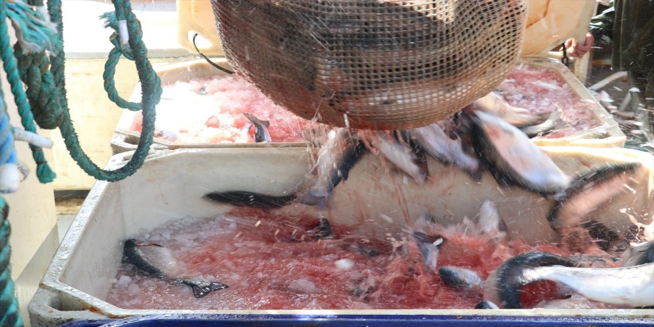 Samsun'da Türk somonu hasadı yapıldı.