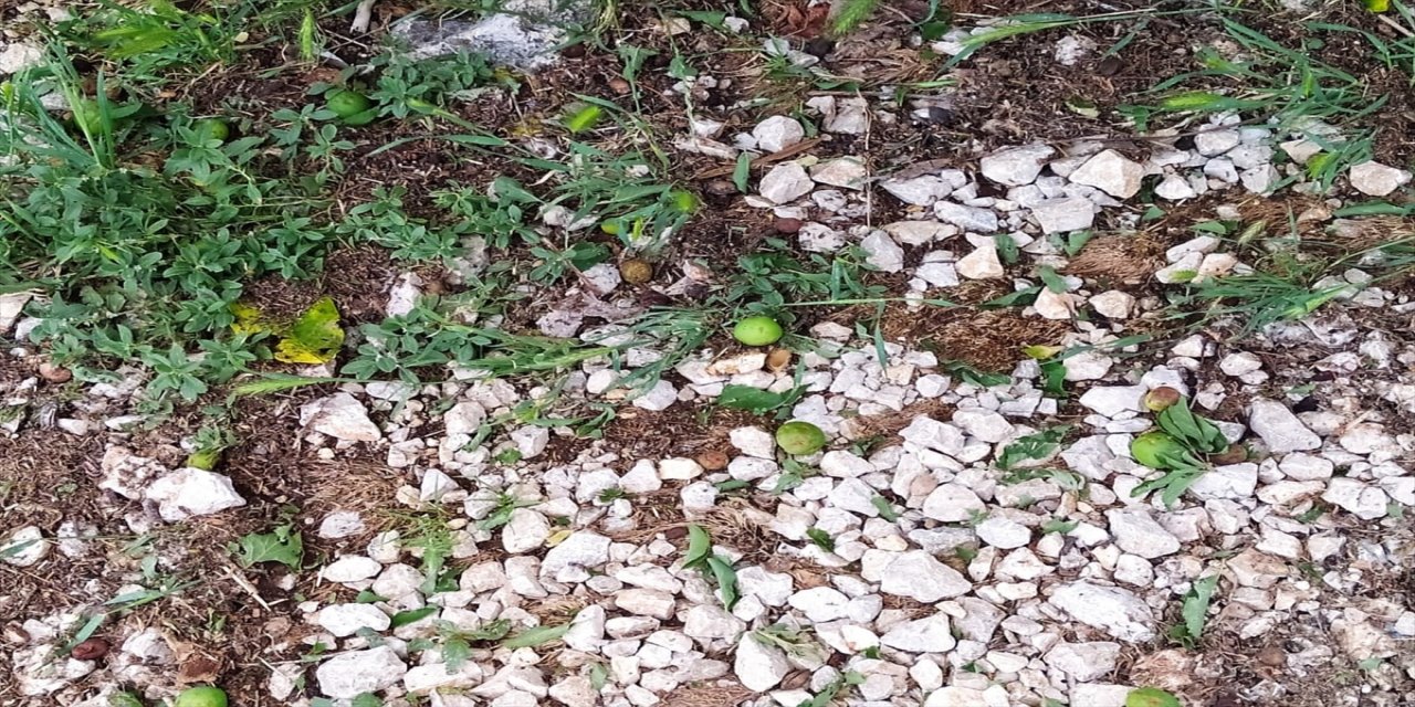 Mersin'de doludan etkilenen tarım alanlarında hasar tespit çalışması.