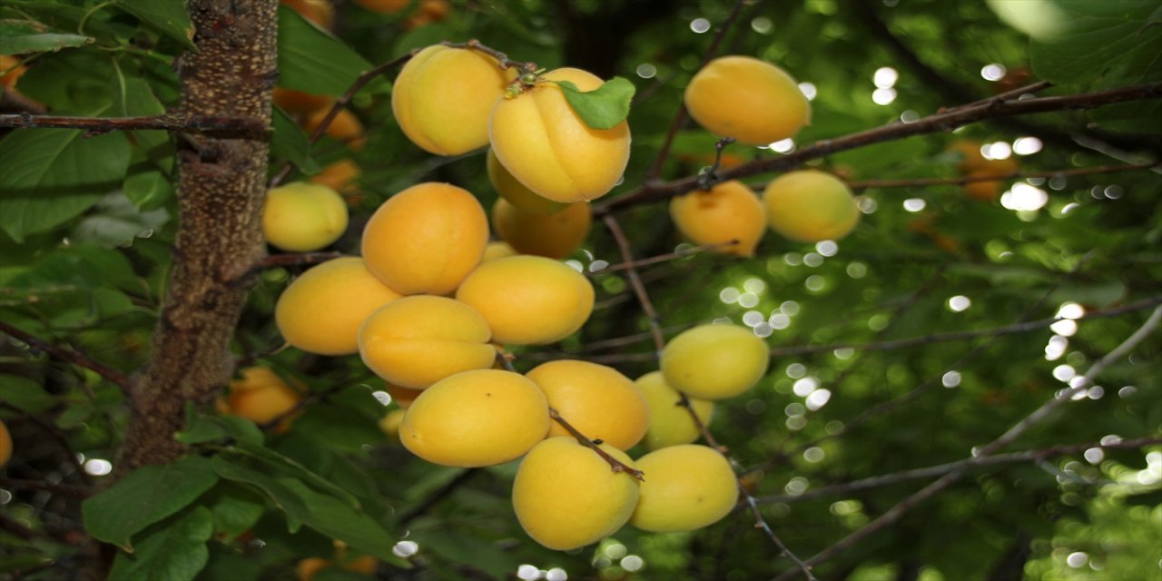 Mersin'de geliştirilen "Çağataybey" kayısı sezonu başladı.