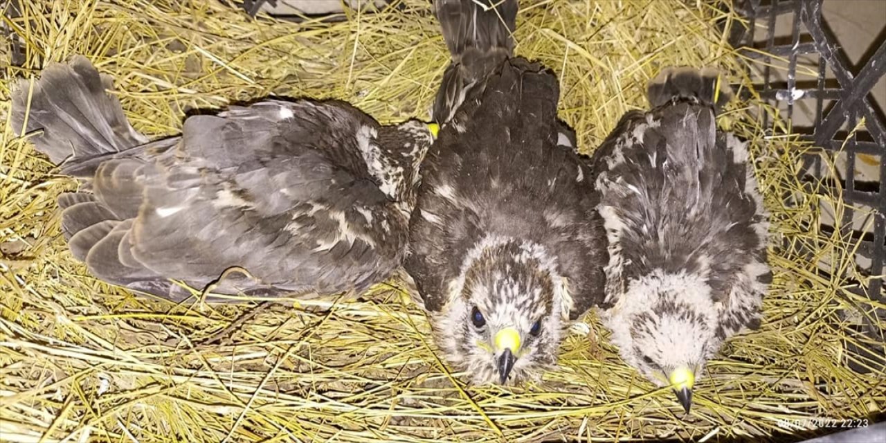 Iğdır'da Kartal yavruları bulundu.