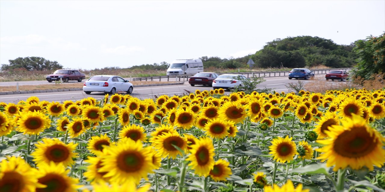 Tekirdağ'da ayçiçeği tarlaları sürücülere "renkli rota" sunuyor