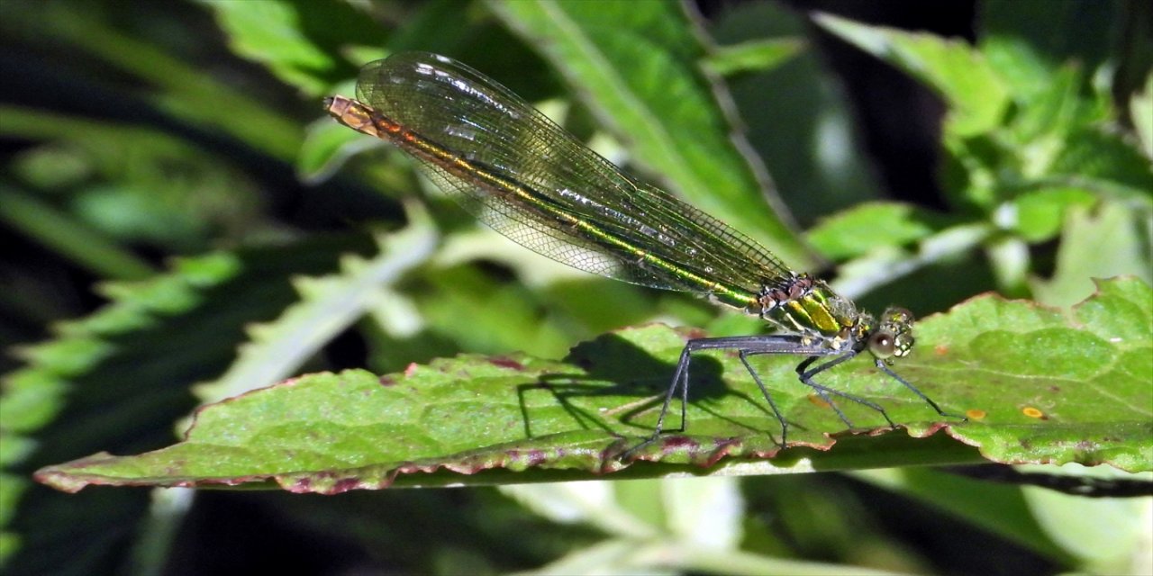 Sulak alanlarda ortaya çıkan Yusufçuk böceği Sarıkamış'ın doğasına renk kattı