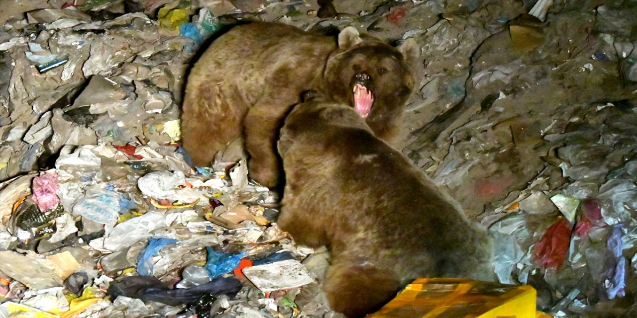 Bozayıları'nın  kavgası kameralara yansıdı.