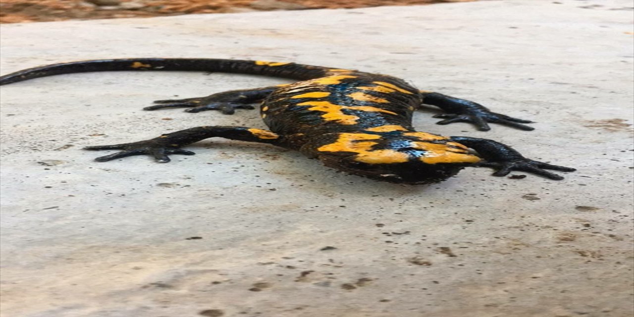 Osmaniye'de nesli tehdit altında olan "sarı benekli semender" görüldü