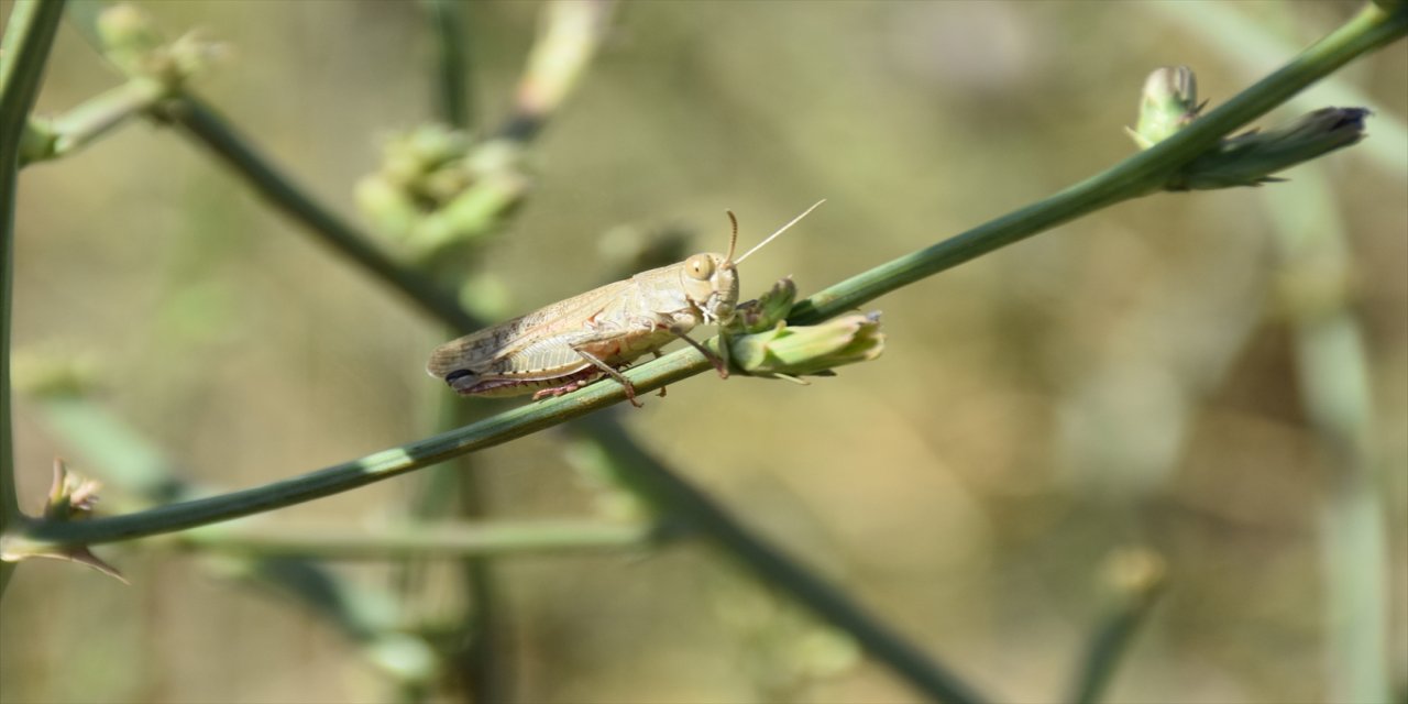 Yüksekova tarım arazilerinde çekirge yoğunluğu.