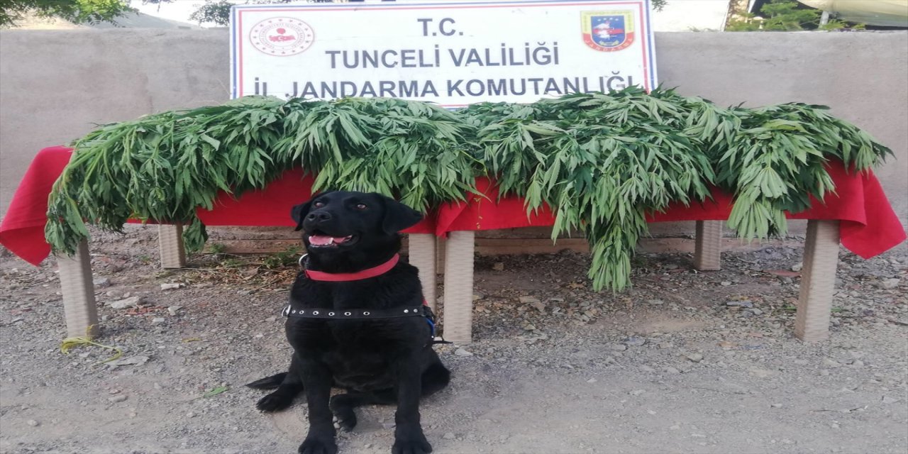 Tunceli'de evinin bahçesinde Hint keneviri yetiştiren kişi gözaltına alındı