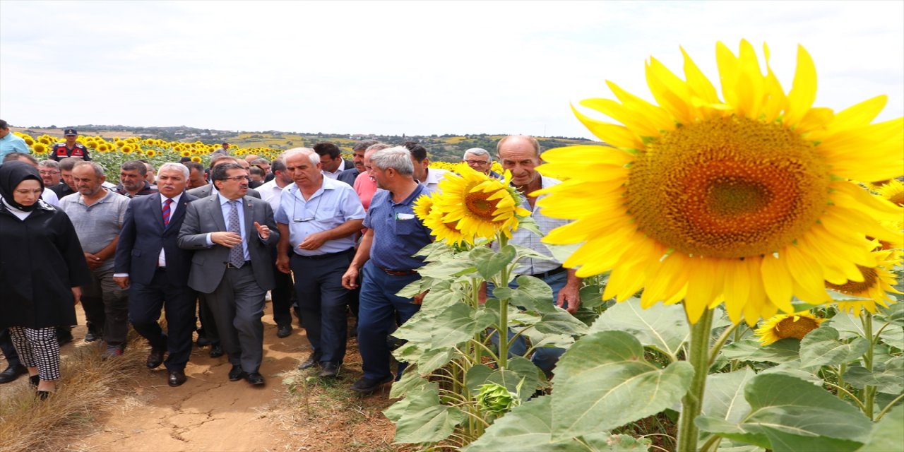 Tarım ve Orman Bakan Yardımcısı Pakdil, çayır tırtılı görülen tarlaları inceledi: