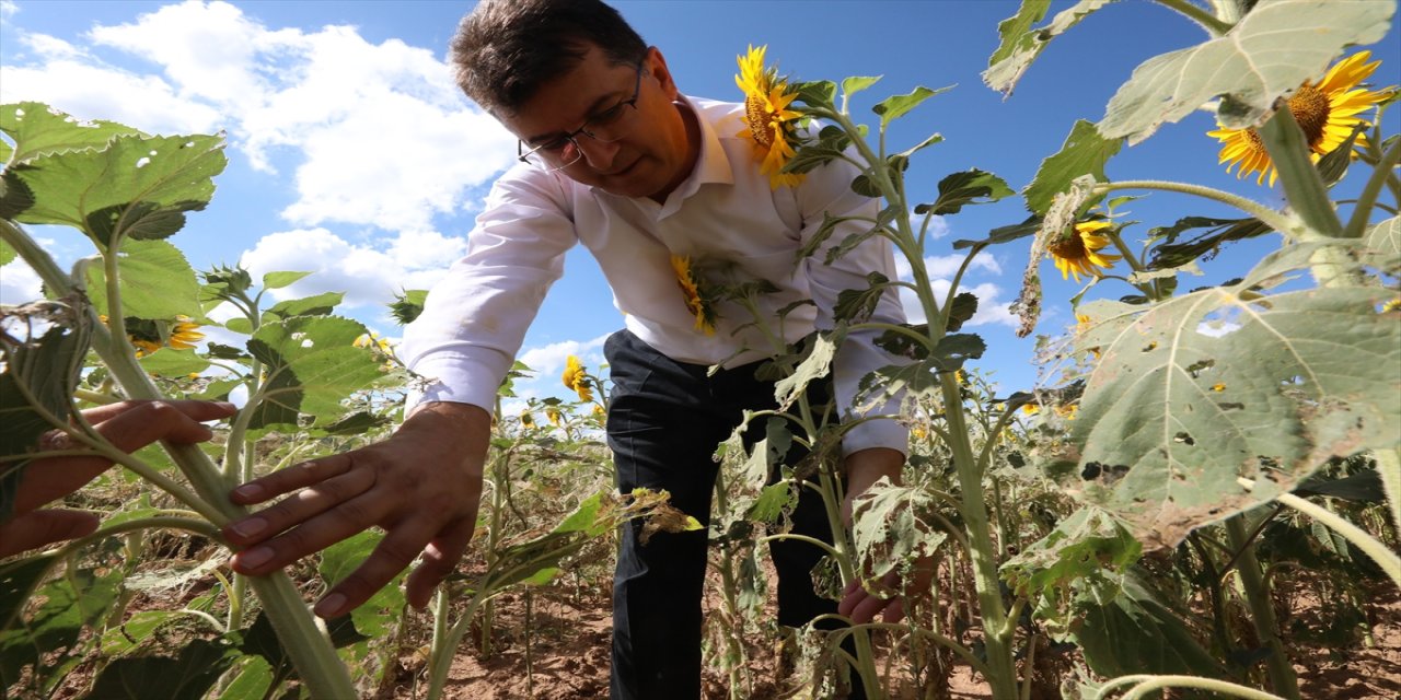 Trakya'da çayır tırtılı görülen ayçiçeği ekili alanlar büyük oranda ilaçlandı