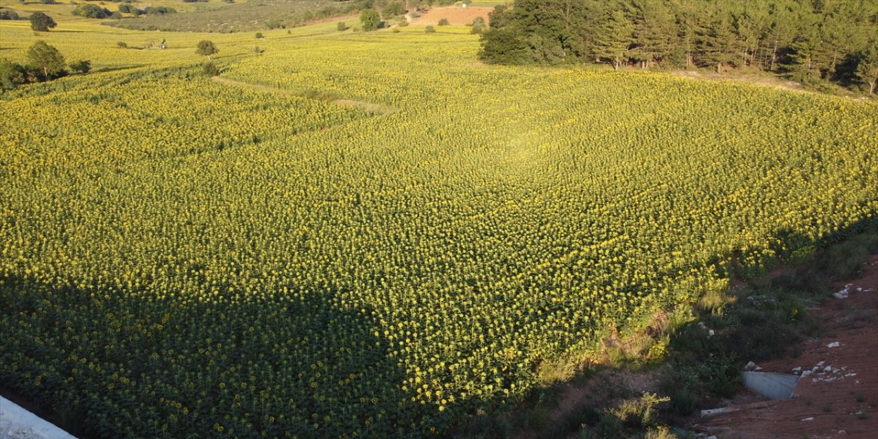 Bilecik Valisi Kızılkaya, ayçiçeği tarlalarında inceleme yaptı