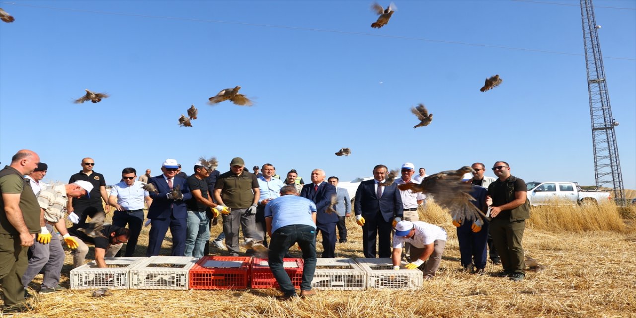 Tekirdağ'da 800 keklik doğaya salındı