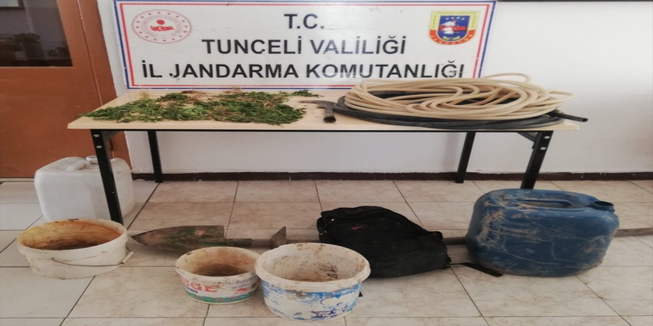 Tunceli'de ormanlık alanda kenevir yetiştiren kişi gözaltına alındı