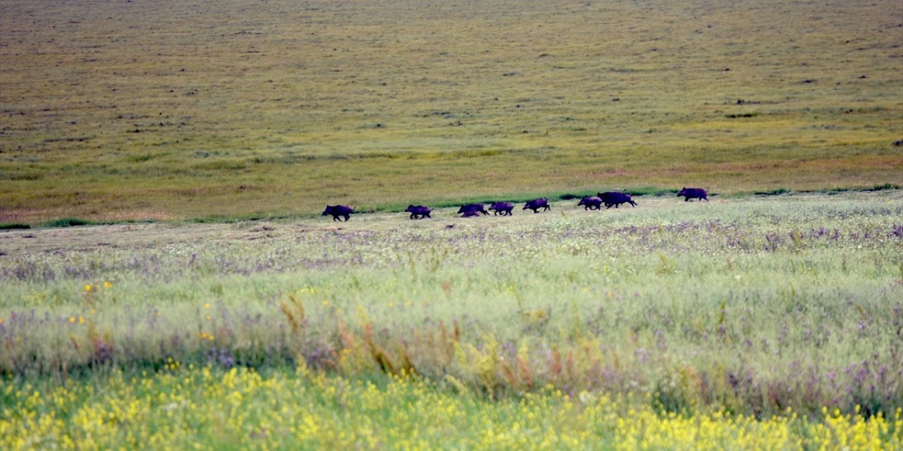 Ardahan'da yiyecek arayan domuz sürüsü görüntülendi