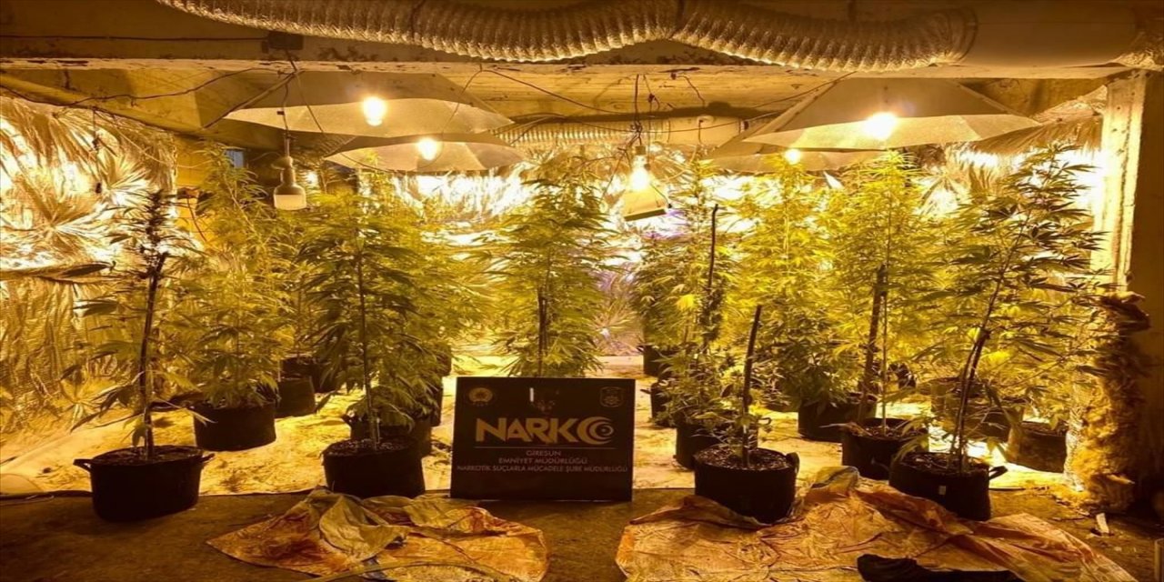 Giresun'da apartmanın bodrumundaki serada kenevir yetiştiren 2 kişi tutuklandı