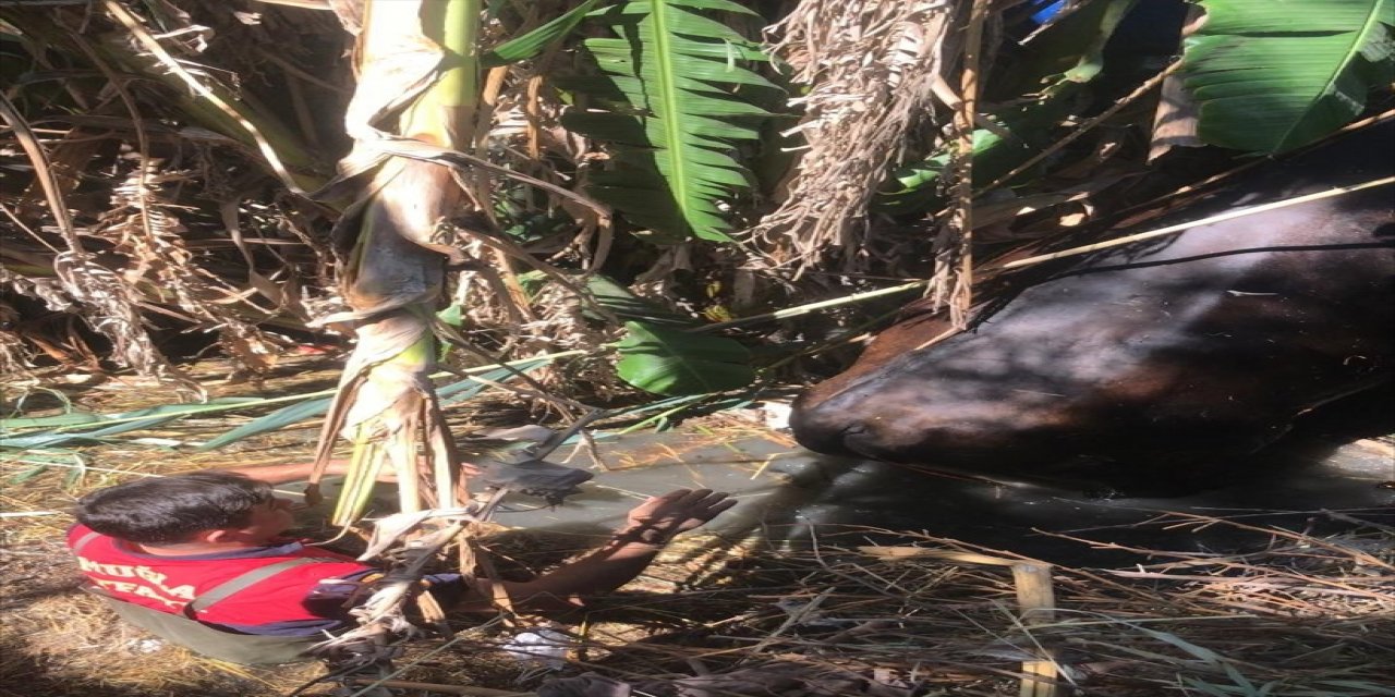 Muğla'da sulama kanalına düşen gebe inek kurtarıldı