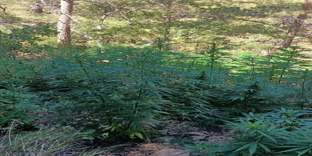 Hatay'da ormanlık alanda 6 bin 983 kök Hint keneviri bulundu