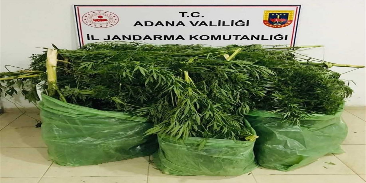 Adana'da Mısır tarlasında kenevir yetiştiren zanlı tutuklandı.