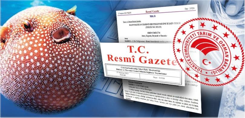 BALON BALIĞI AVLAYANLARA ÖDENECEK DESTEKLEME TUTARLARI ARTIRILDI