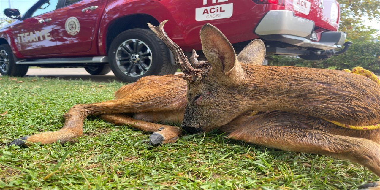 Denizde mahsur kalan karacayı cankurtaranlar kurtardı.