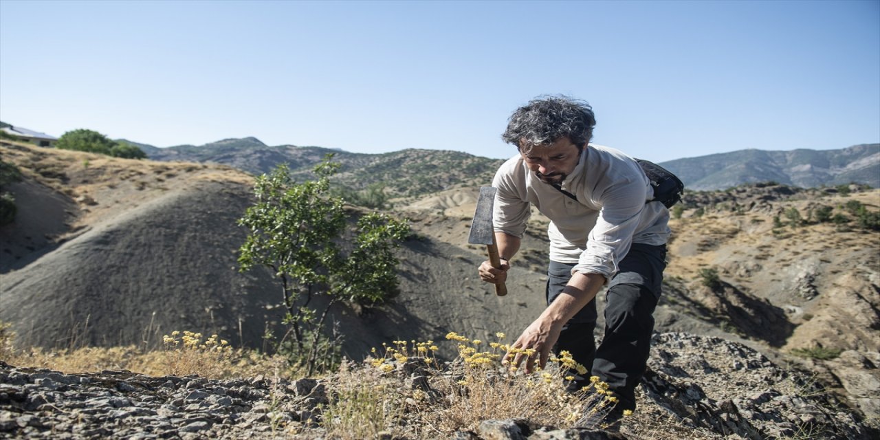 Endemik bitkilerin izini sürmek için Tunceli dağlarında.