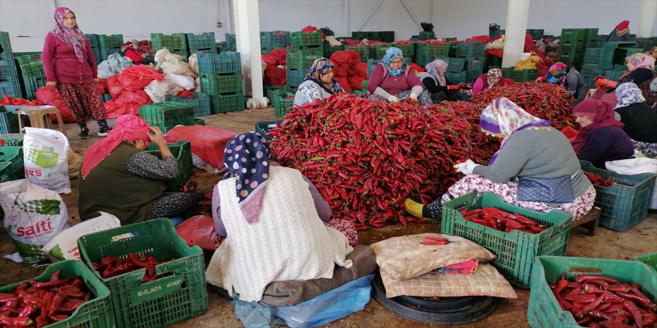 Bursa'dan Hollanda'ya Biber salçası.