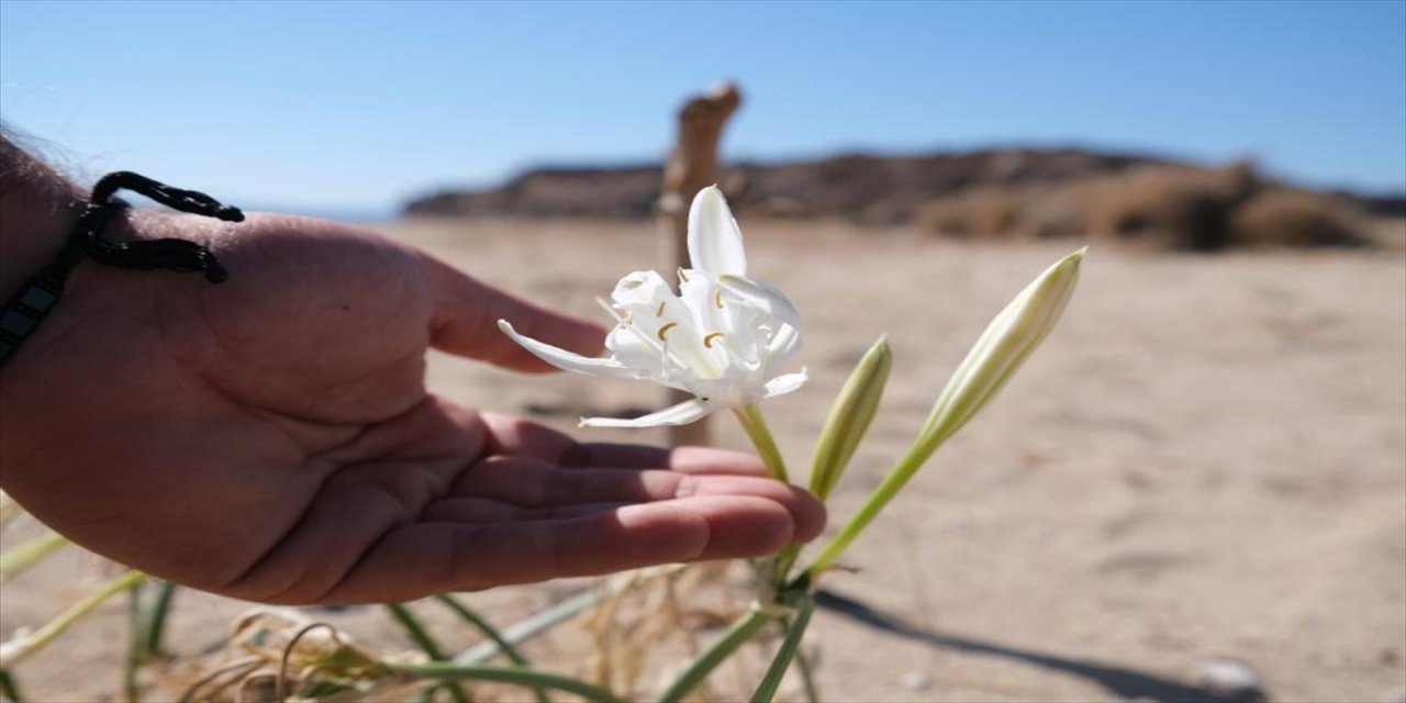 Ayvalık'ta koruma altındaki "kum zambakları" çiçek açmaya başladı.