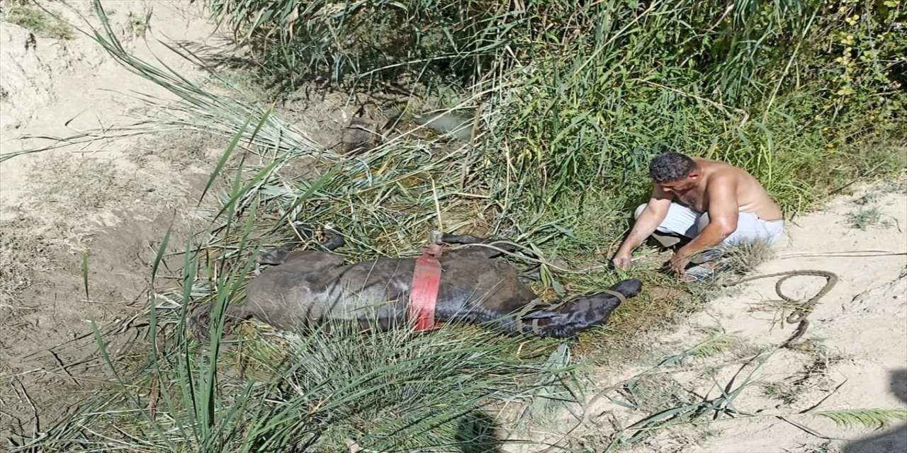 Antalya'da kanala düşen at kurtarıldı.