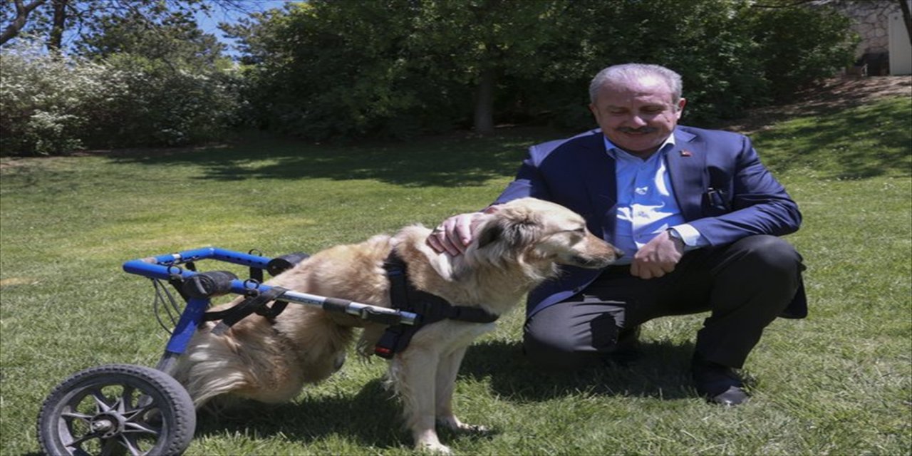 TBMM Başkanı Şentop'tan Dünya Hayvanları Koruma Günü mesajı