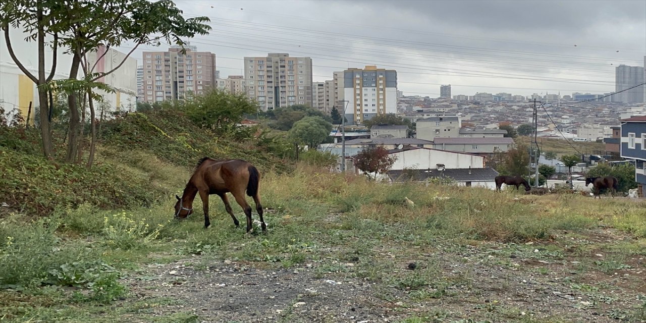 Avcılar'da vatandaşlar başıboş gezen atlara bir şeyler yapılması bekleniyor.